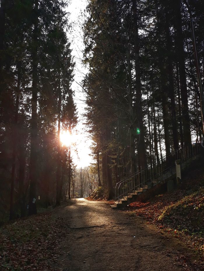 Sunset illuminates a tranquil forest pathway with tall evergreen trees.