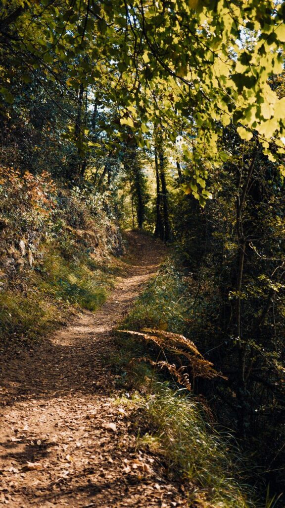 Tranquil autumn forest pathway in France, surrounded by lush greenery and dappled sunlight.